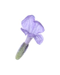 Photo of Beautiful aromatic lavender flower isolated on white