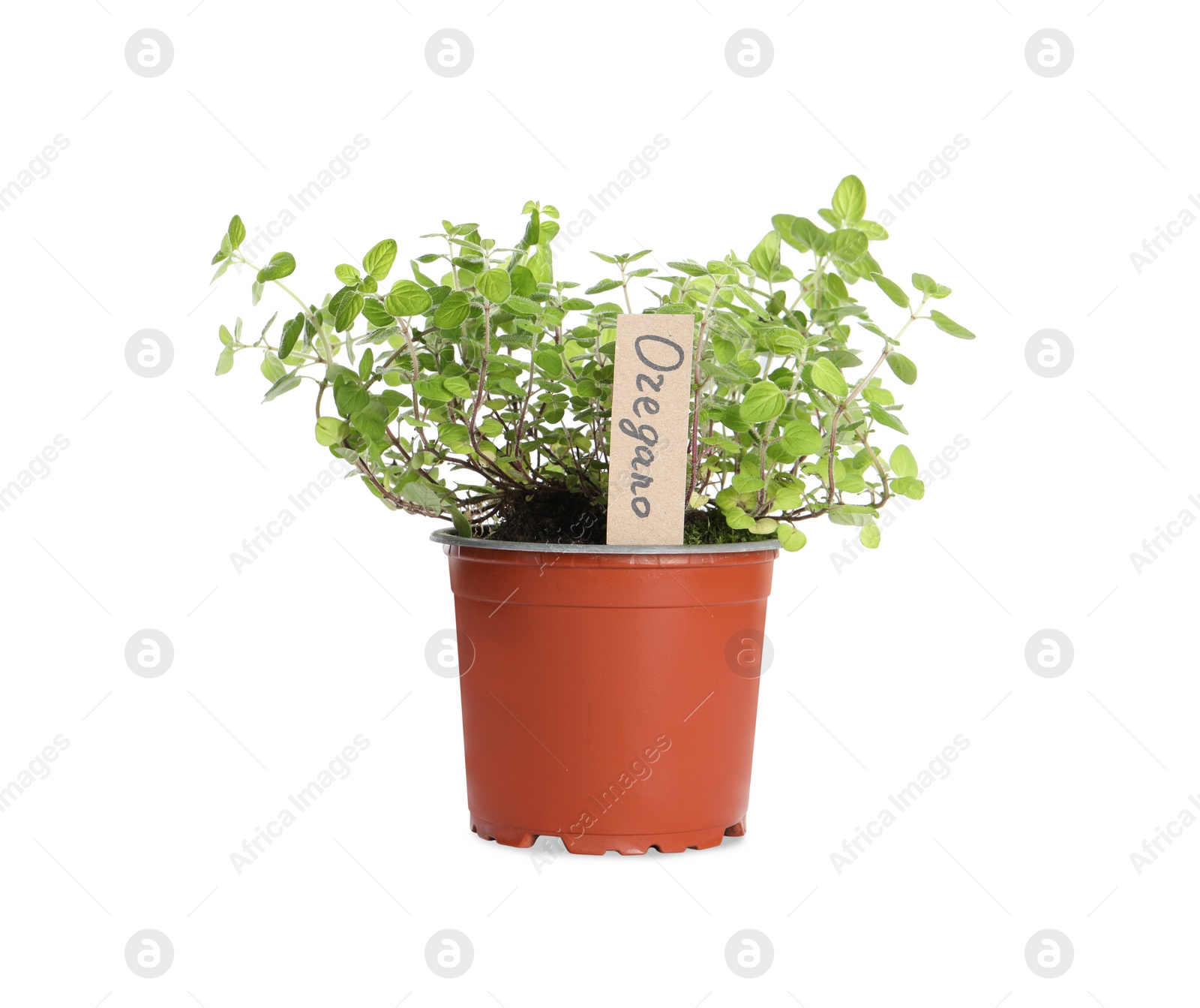 Photo of Aromatic green potted oregano isolated on white