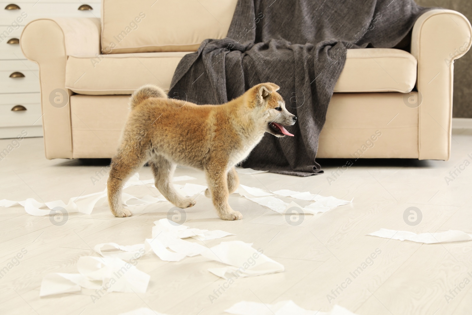 Photo of Cute akita inu puppy playing with toilet paper indoors