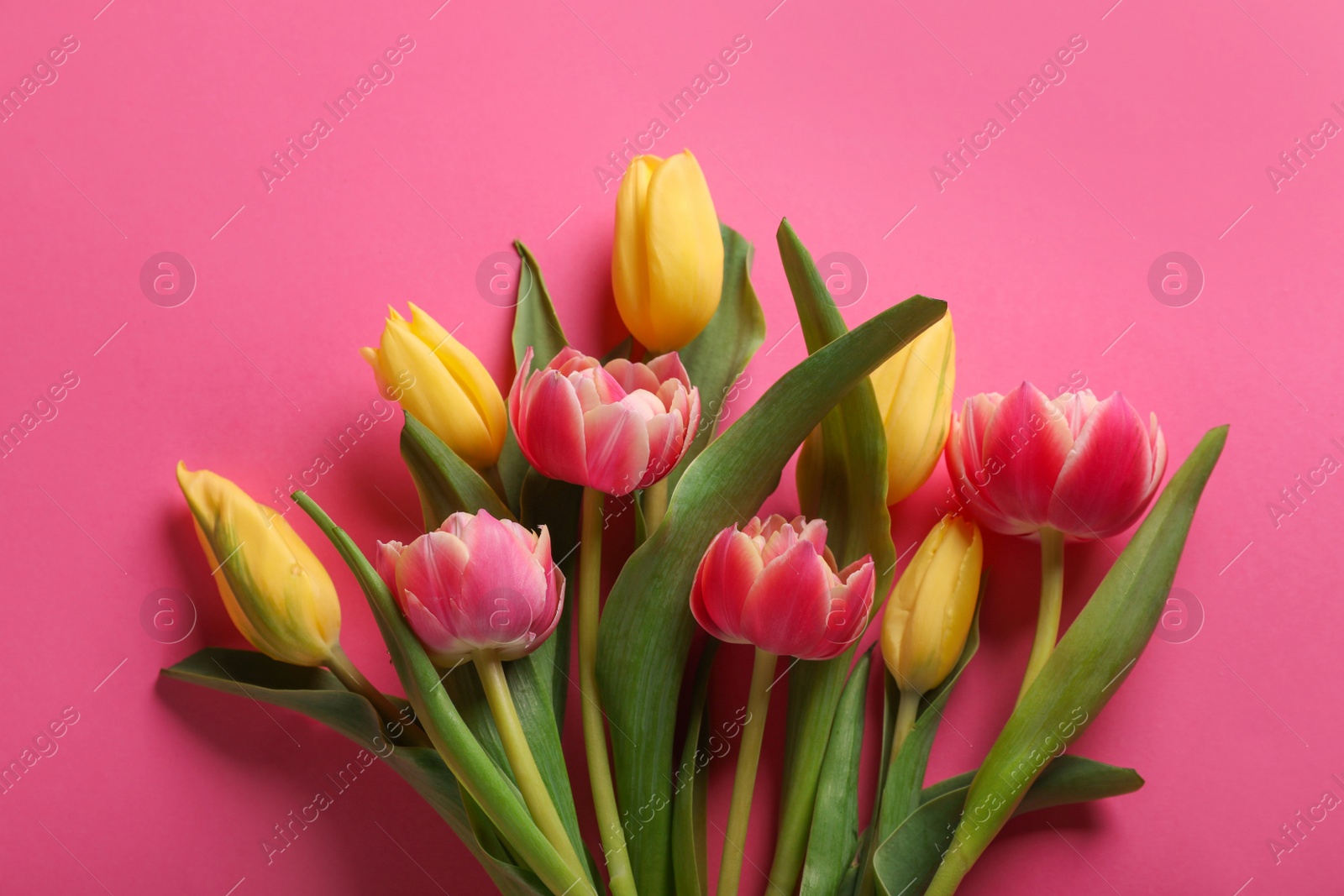 Photo of Many beautiful tulips on pink background, flat lay