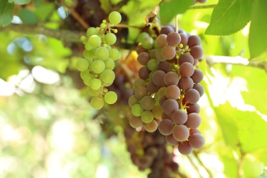 Bunch of ripe grapes growing at vineyard, closeup