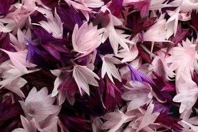 Photo of Beautiful colorful cornflowers petals as background, top view