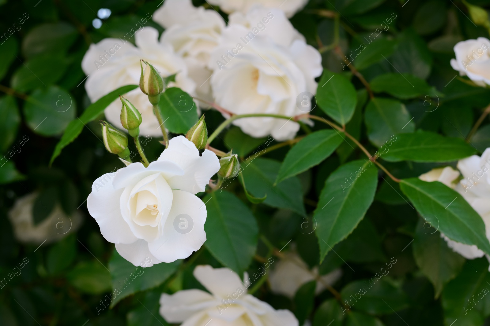 Photo of Beautiful blooming rose bush outdoors, closeup view