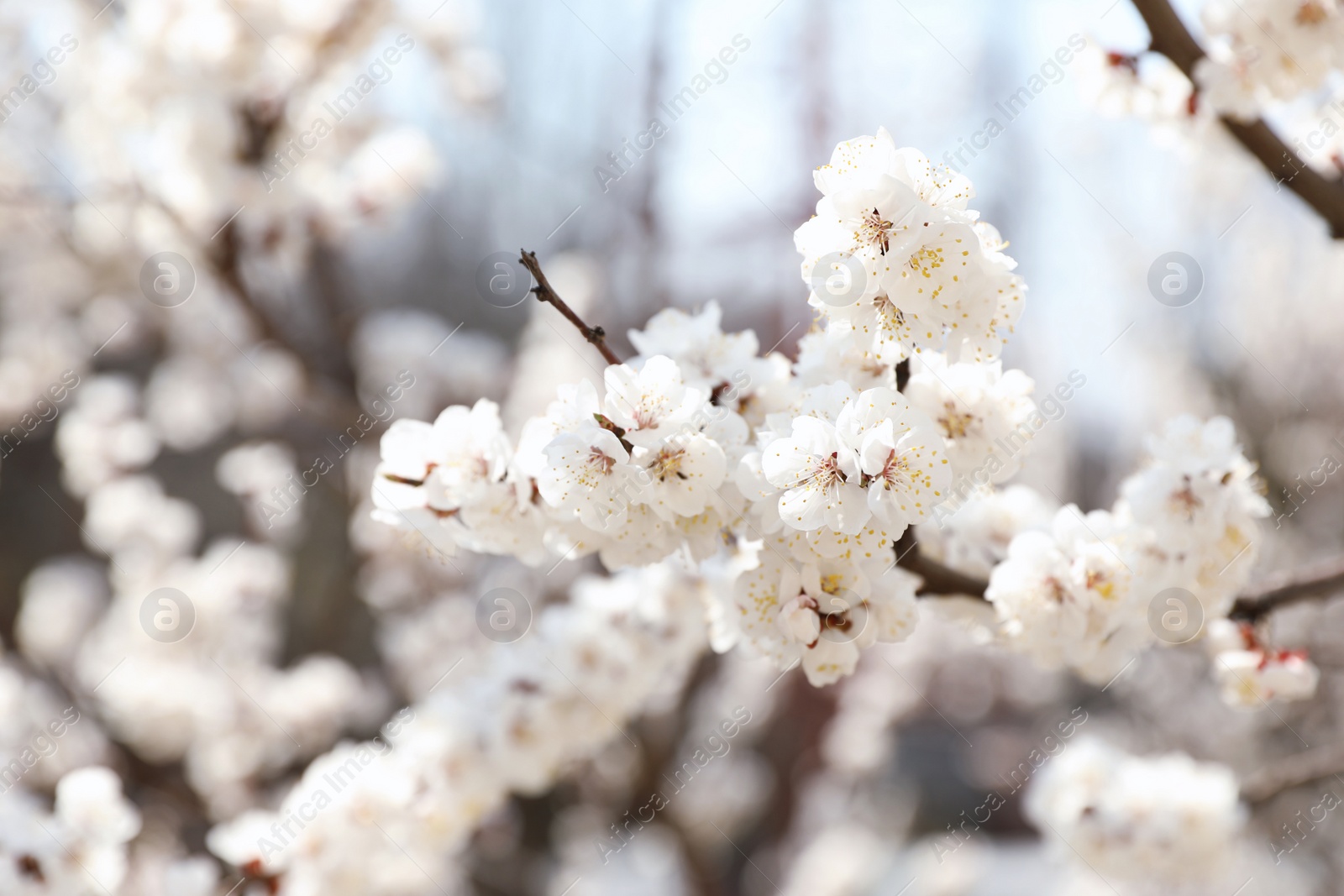 Photo of Beautiful apricot tree branches with tiny tender flowers outdoors. Awesome spring blossom