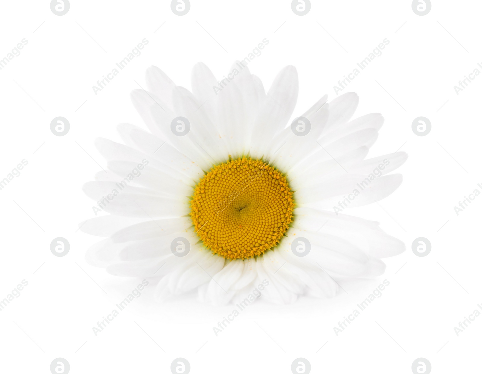 Photo of Beautiful fragrant chamomile flower isolated on white