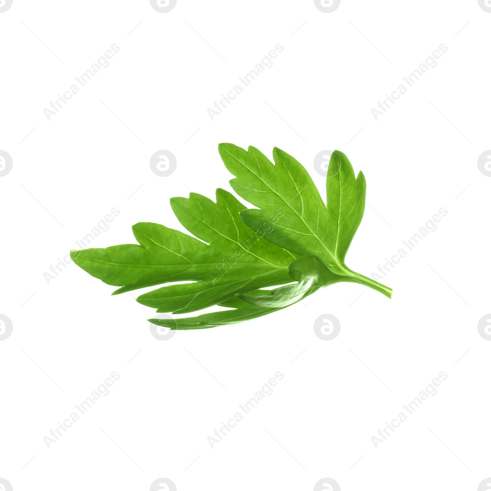 Photo of Fresh green organic parsley on white background