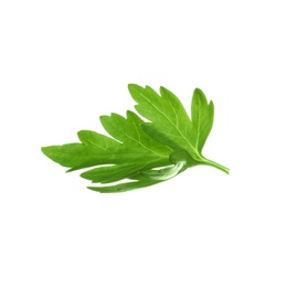 Fresh green organic parsley on white background