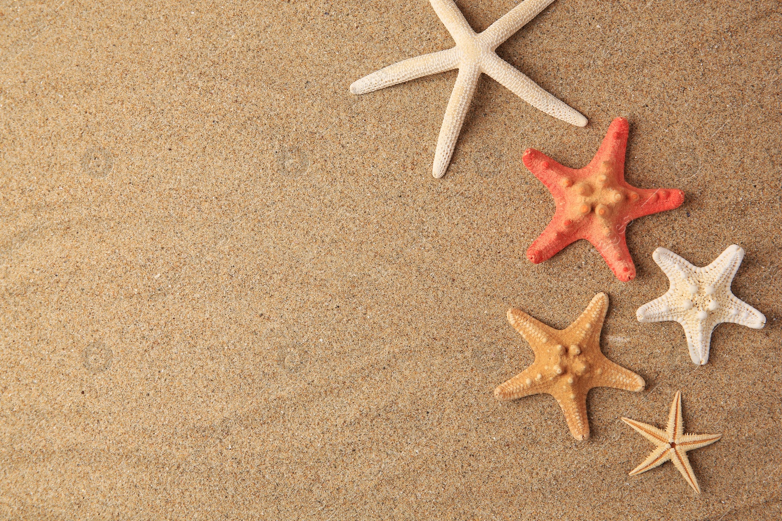 Photo of Beautiful sea stars on sand, flat lay. Space for text