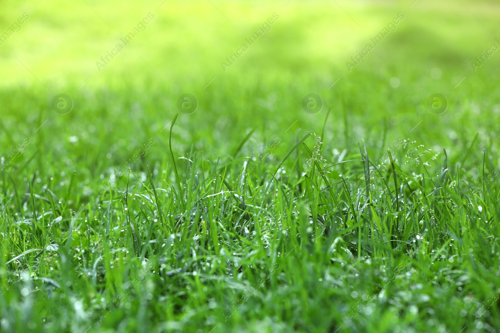 Photo of Fresh green grass with water drops growing outdoors in summer, closeup