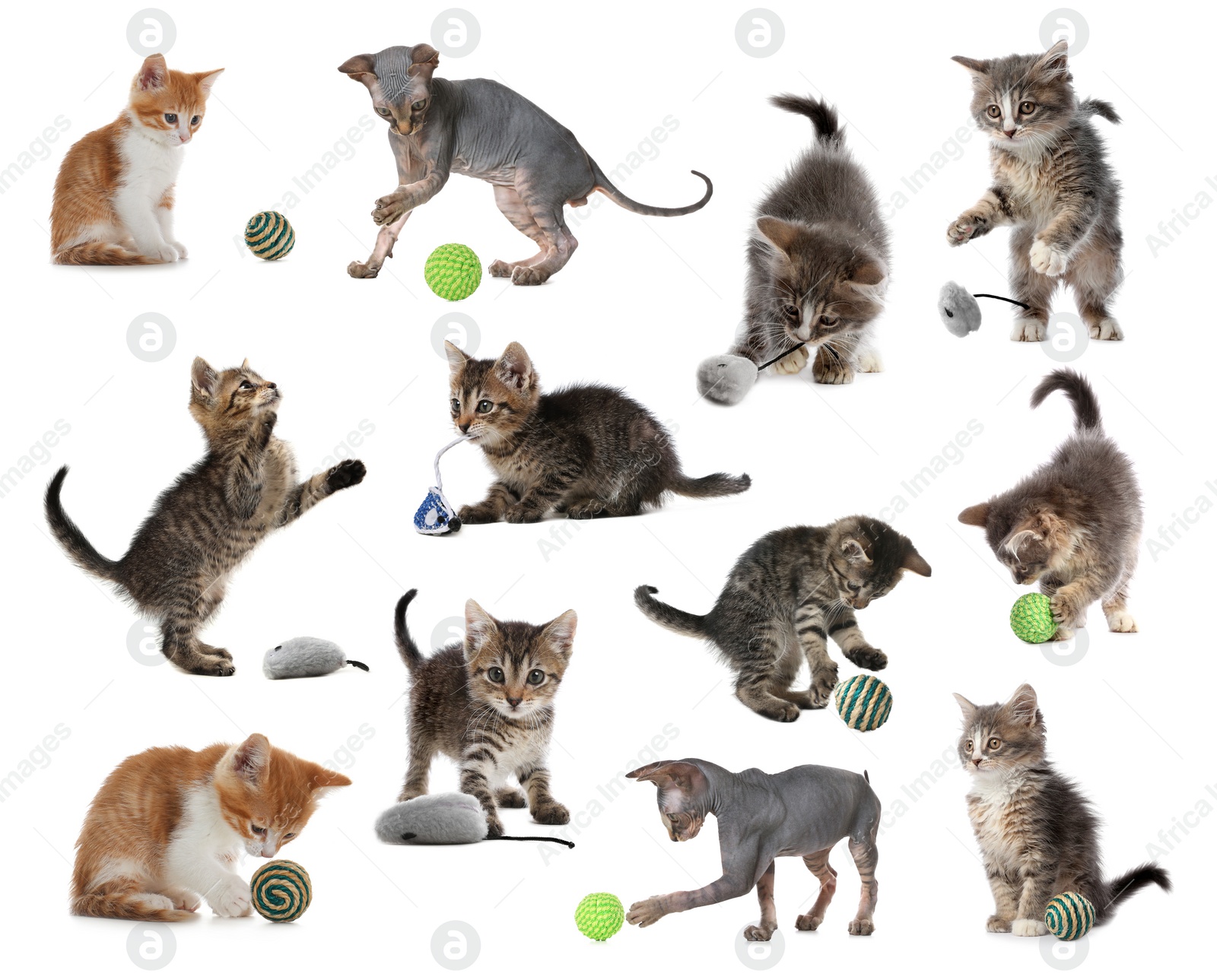 Image of Adorable kittens playing with toys on white background, collage. Lovely pet 