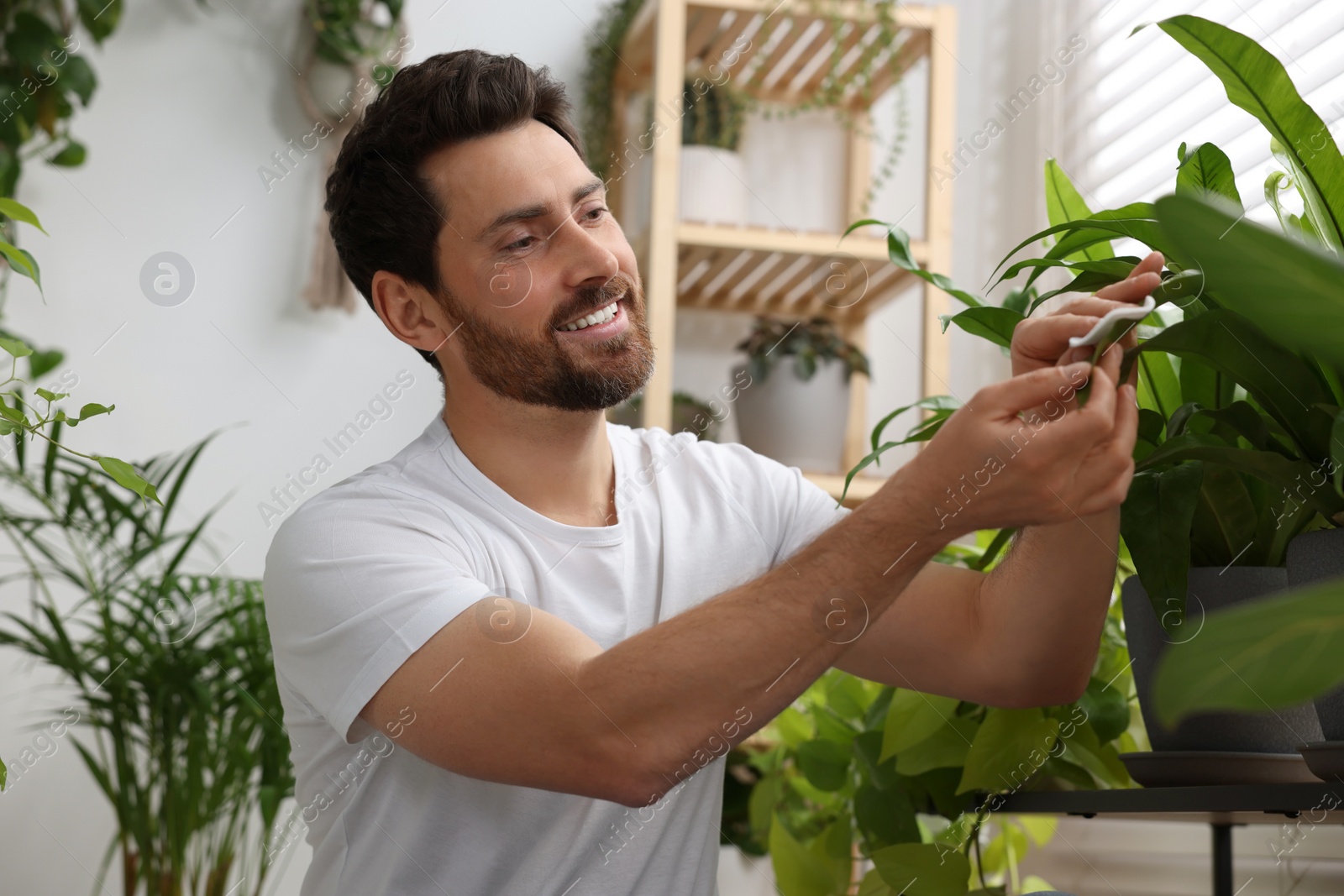 Photo of Man wiping leaves of beautiful potted houseplants indoors