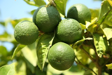 Unripe green tangerines growing on tree outdoors, closeup. Citrus fruit