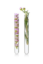 Flowers in test tubes on white background