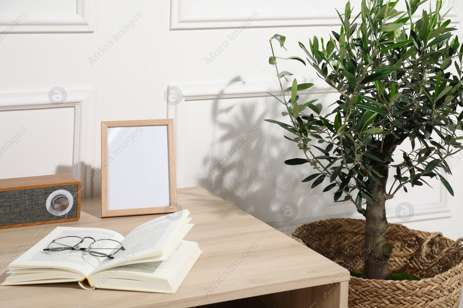 Photo of Beautiful young potted olive tree near table in living room. Interior element