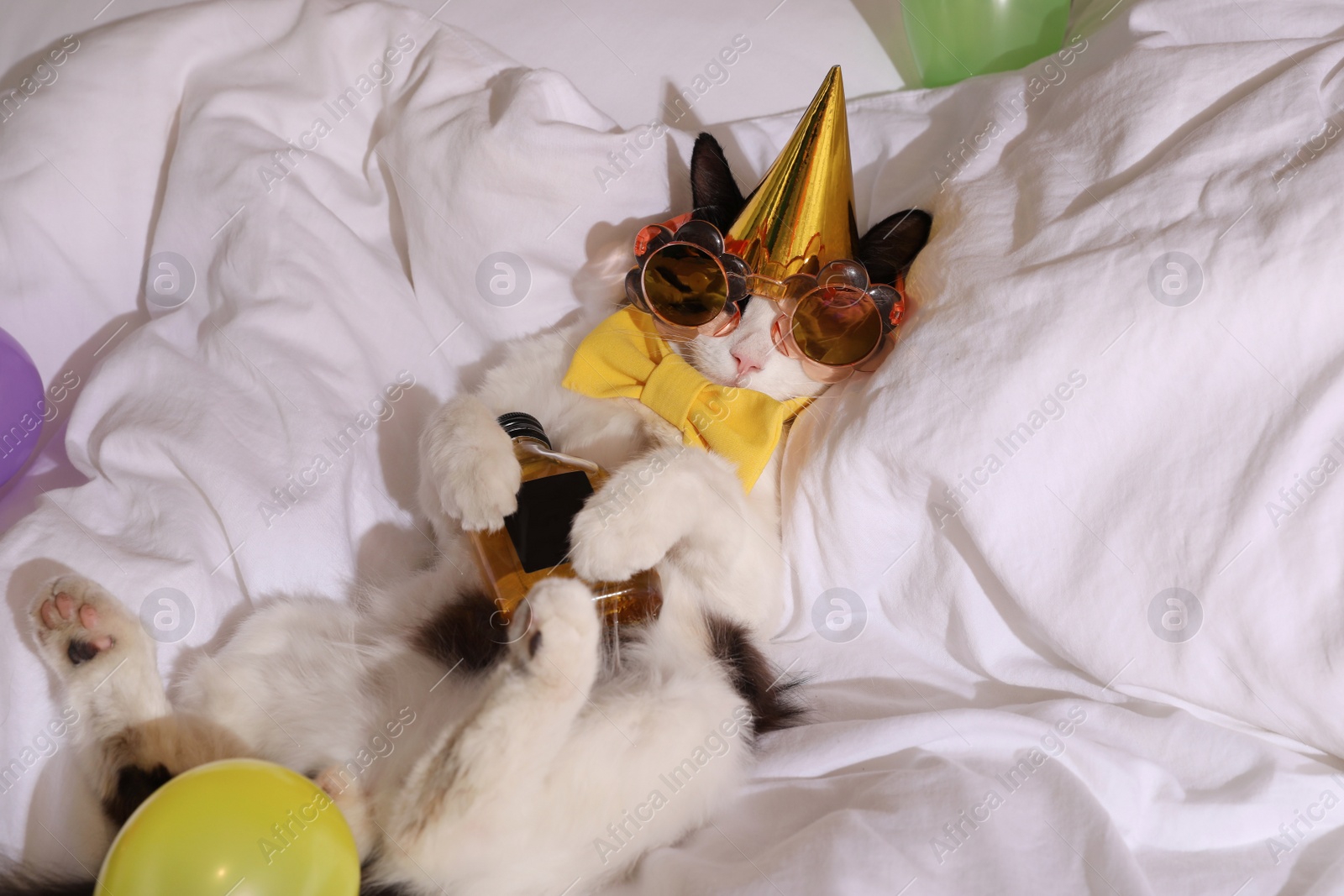 Photo of Cute cat wearing birthday hat and bow tie with bottle of whiskey on bed. After party hangover