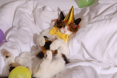 Photo of Cute cat wearing birthday hat and bow tie with bottle of whiskey on bed. After party hangover