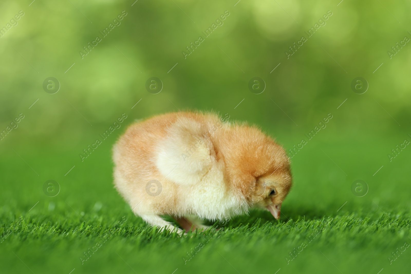 Photo of Cute chick on green artificial grass outdoors, closeup. Baby animal