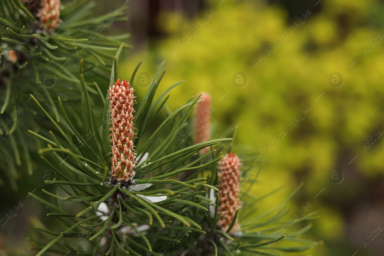 Photo of Pine tree with blossoms outdoors on spring day, closeup. Space for text