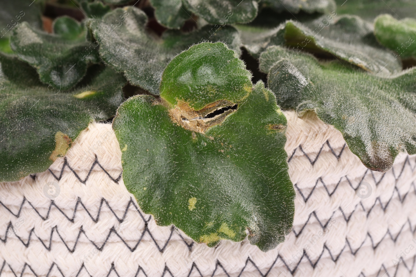 Photo of Potted houseplant with damaged leaves, closeup view