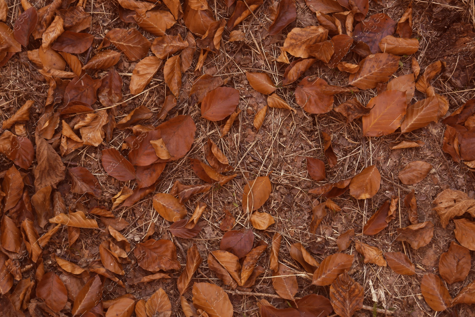 Photo of Fallen autumn leaves on ground, top view