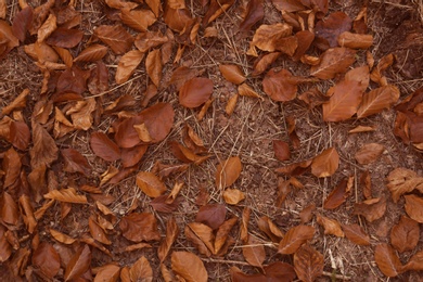 Fallen autumn leaves on ground, top view