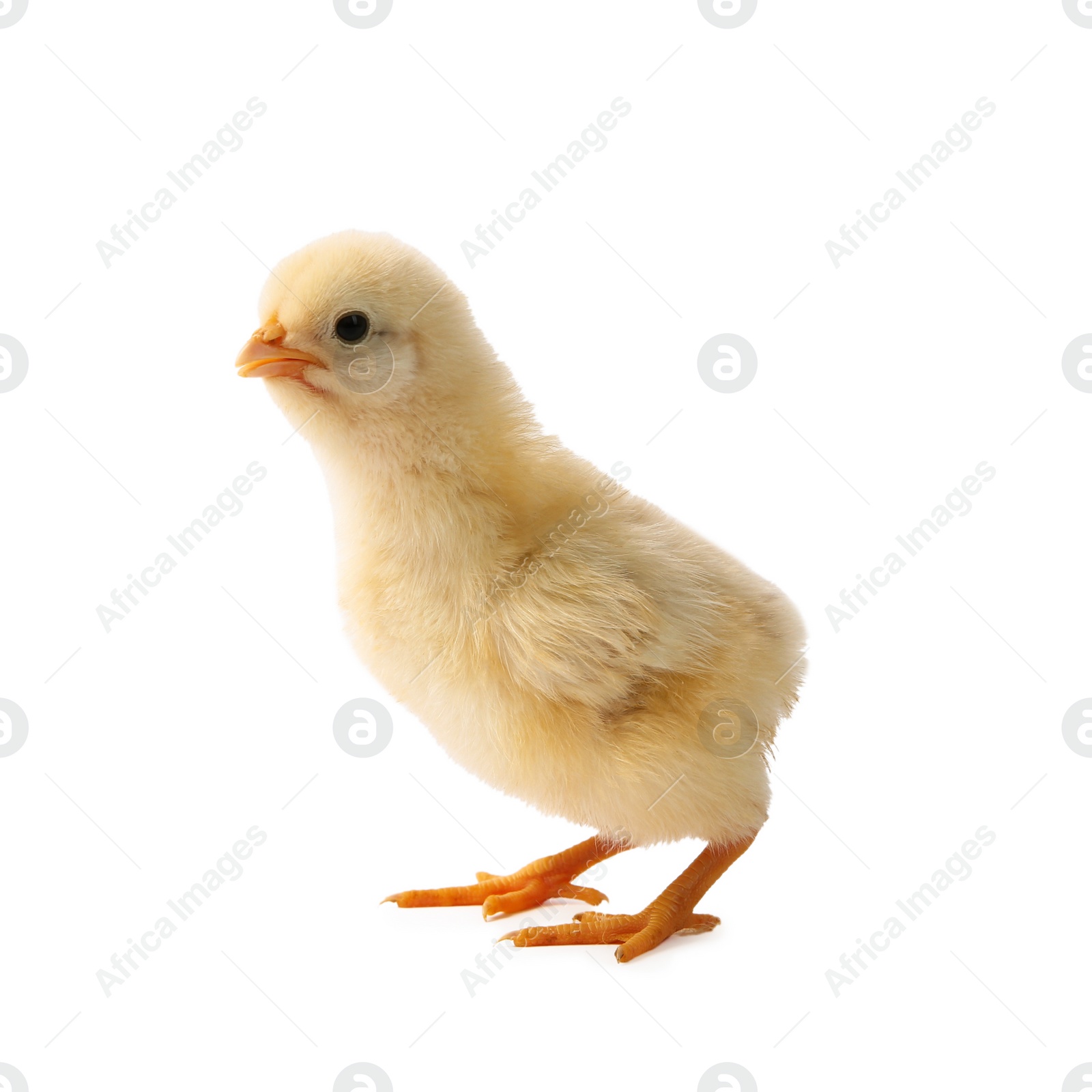 Photo of One cute chick isolated on white. Baby animal