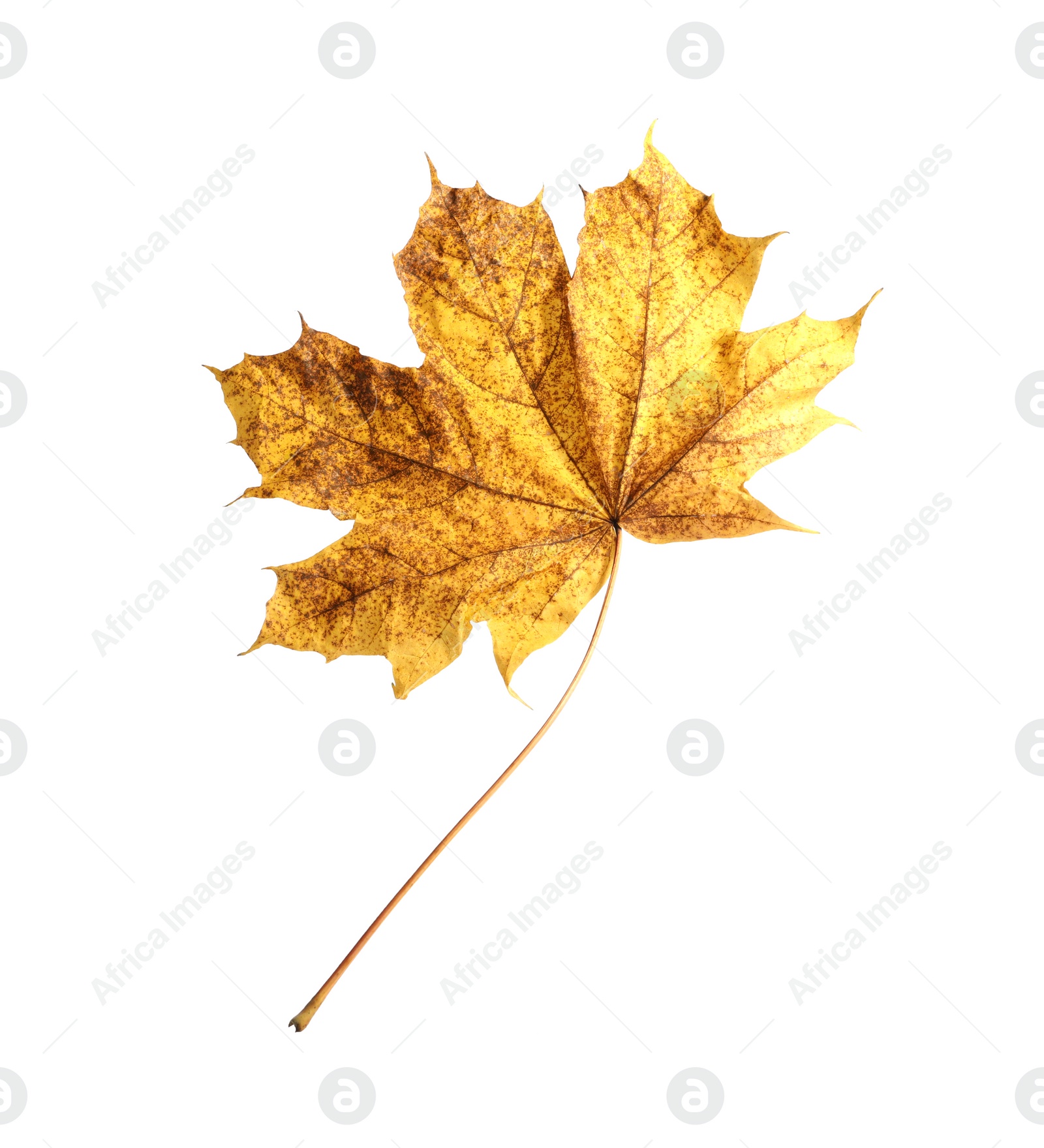 Photo of Autumn season. One maple leaf isolated on white