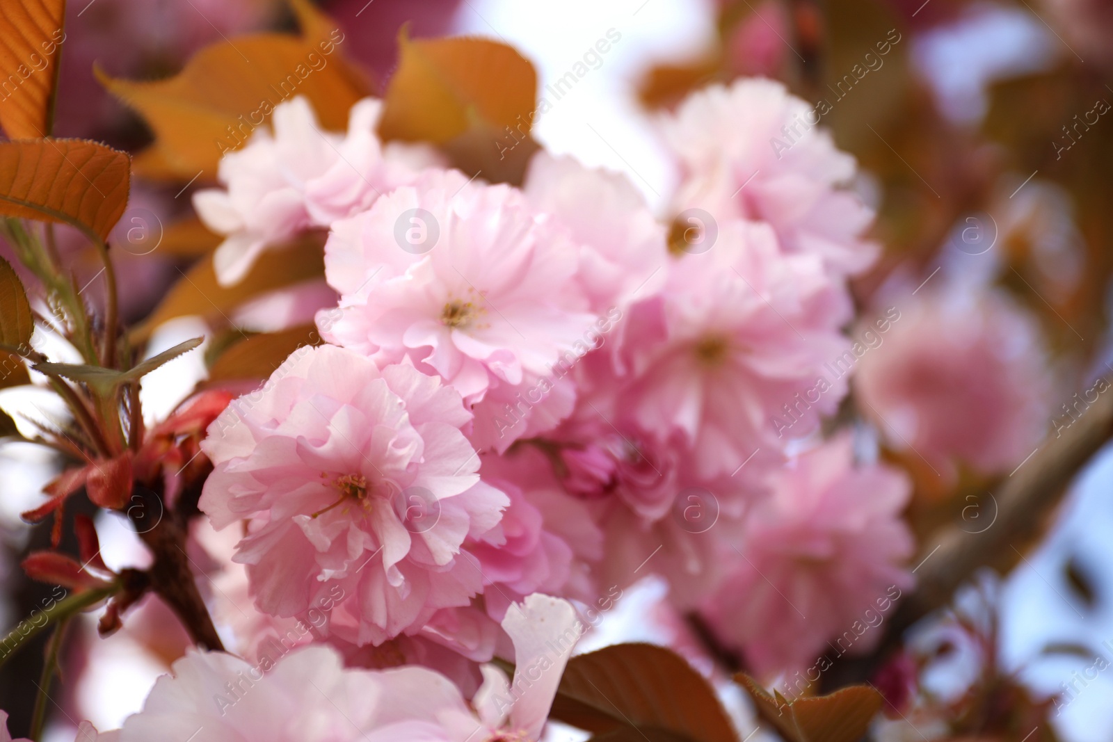 Photo of Closeup view of blossoming pink sakura tree outdoors