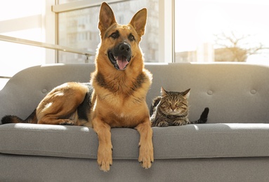 Photo of Cat and dog together on sofa indoors. Funny friends