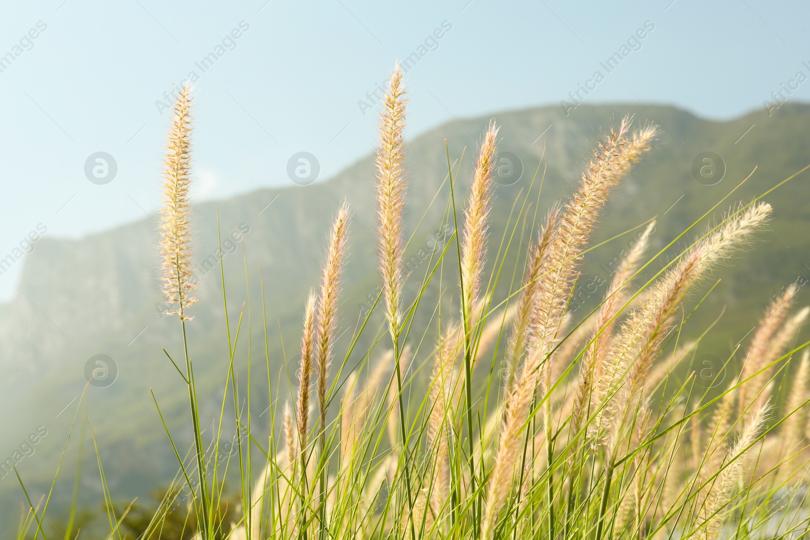 Photo of Beautiful plant growing in mountain on sunny day