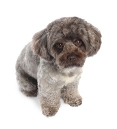 Cute Maltipoo dog on white background. Lovely pet