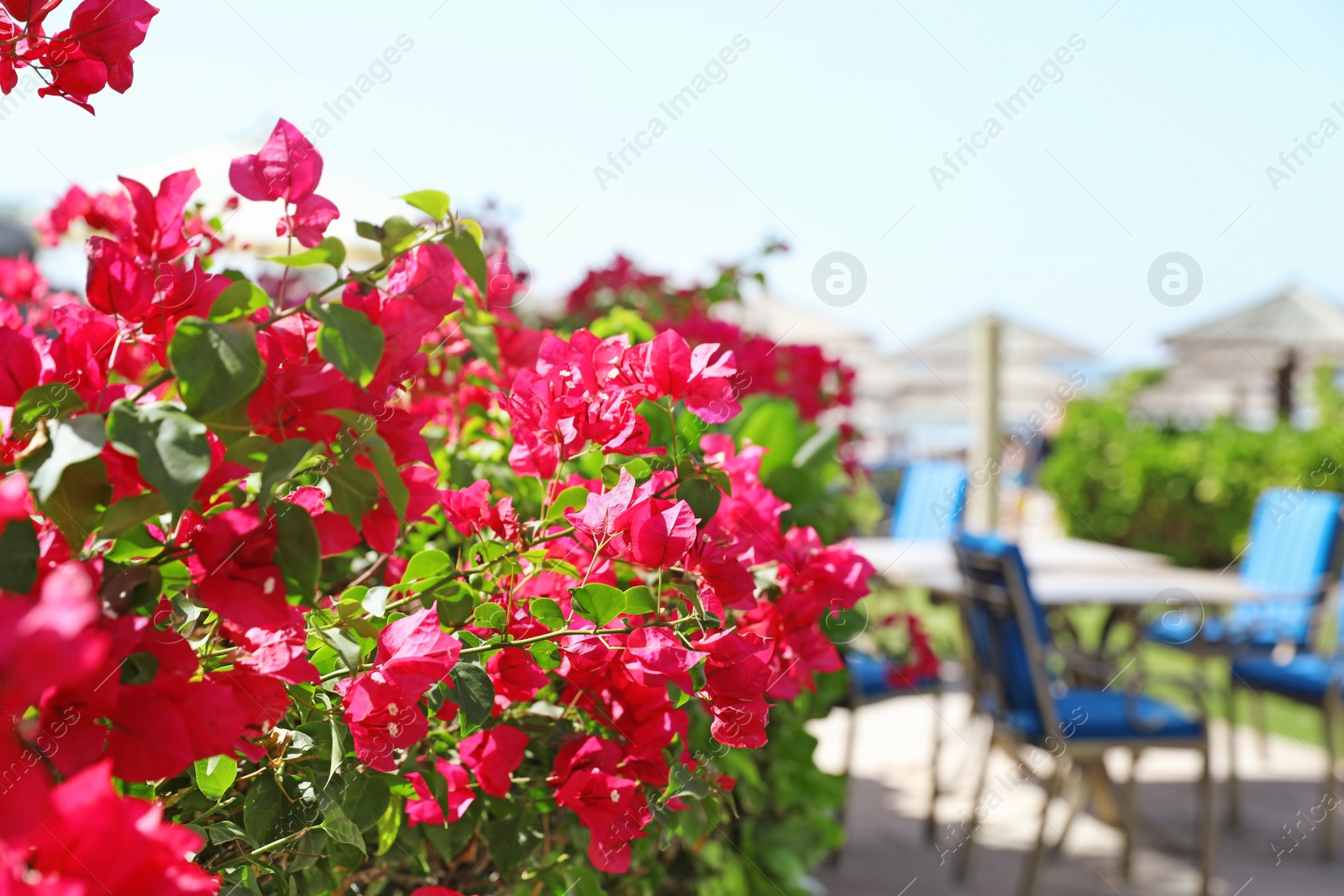 Photo of Beautiful blooming bush near outdoor cafe at tropical resort. Space for text