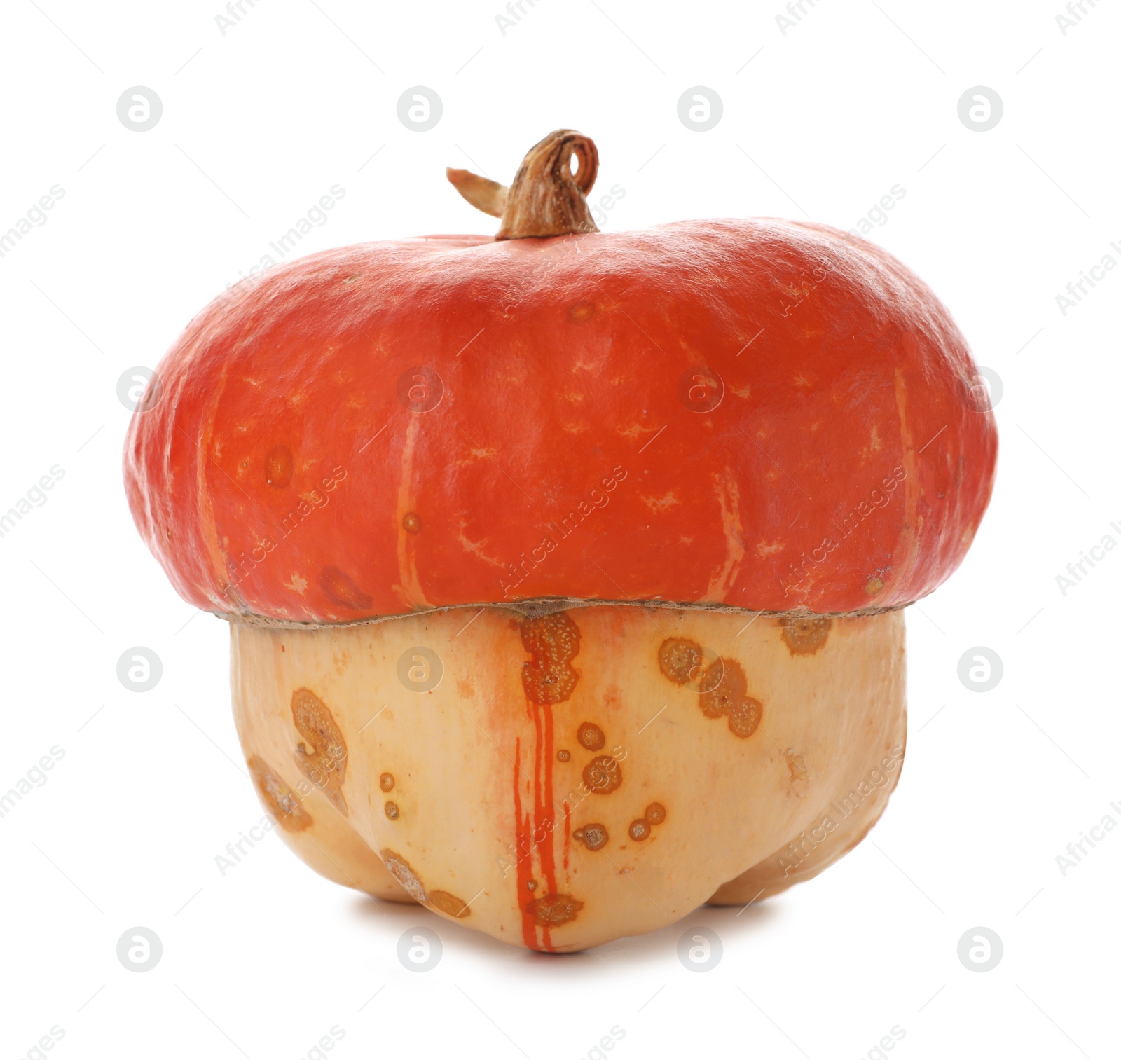 Photo of Fresh raw pumpkin isolated on white. Organic plant