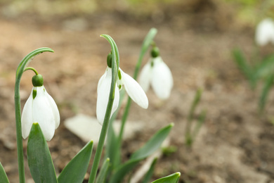 Photo of Beautiful blooming snowdrops in garden, closeup. First flowers