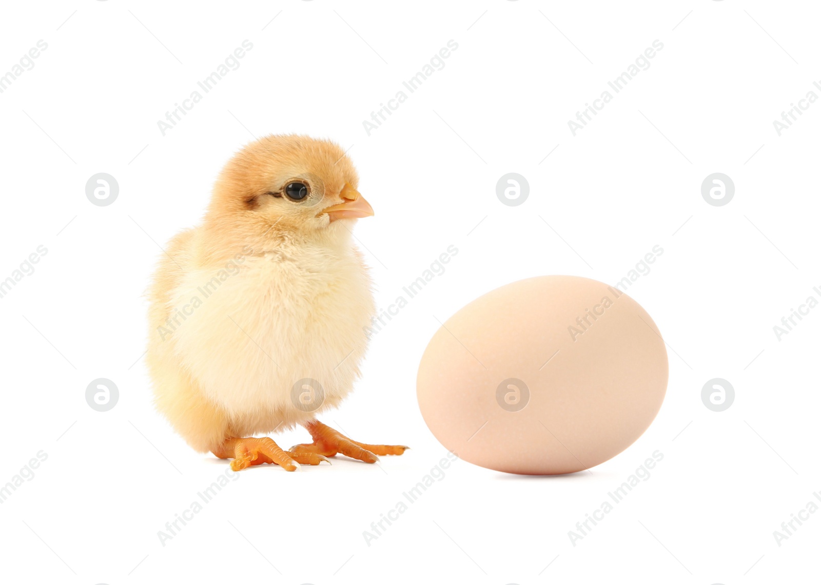 Photo of Cute chick and egg isolated on white. Baby animal