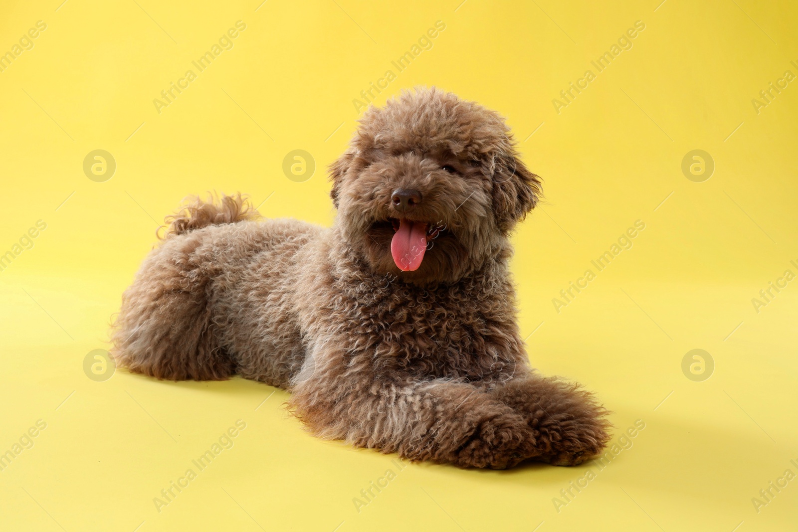 Photo of Cute Toy Poodle dog on yellow background