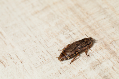 Photo of Closeup view of brown cockroach on white wooden background, space for text. Pest control