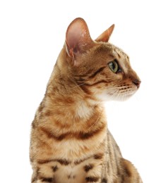 Photo of Cute Bengal cat on white background. Adorable pet