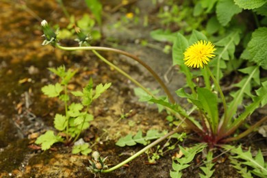 Photo of Yellow dandelion with green leaves growing outdoors
