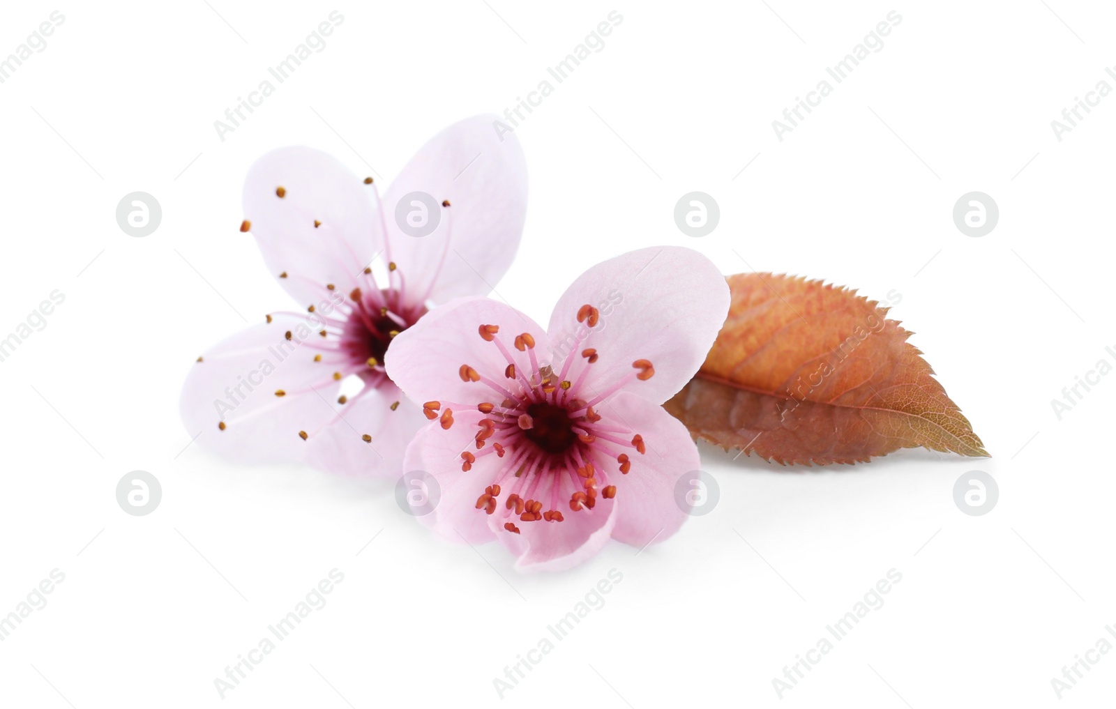 Photo of Beautiful plum blossom isolated on white. Spring season