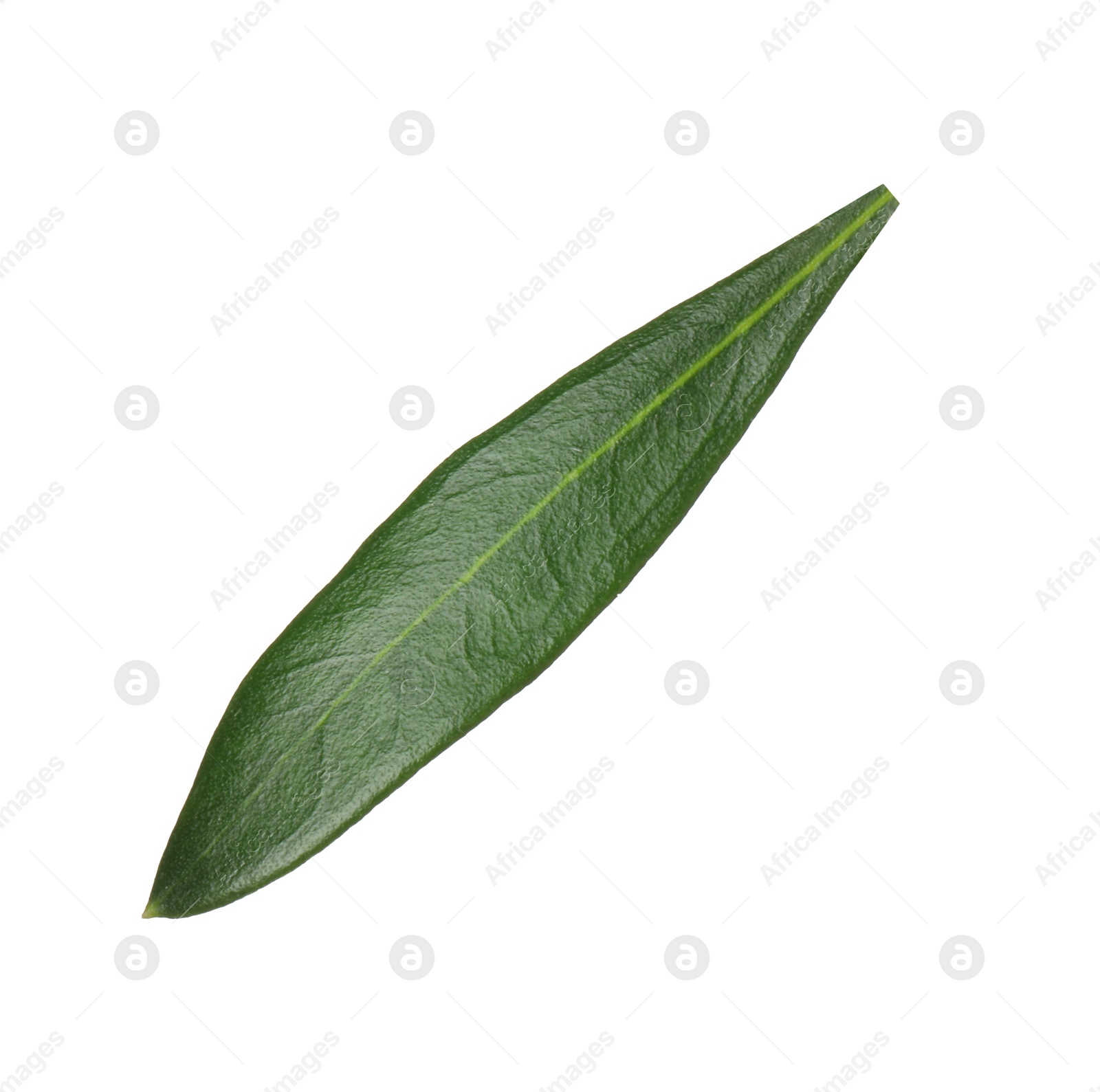 Photo of Fresh green olive leaf isolated on white