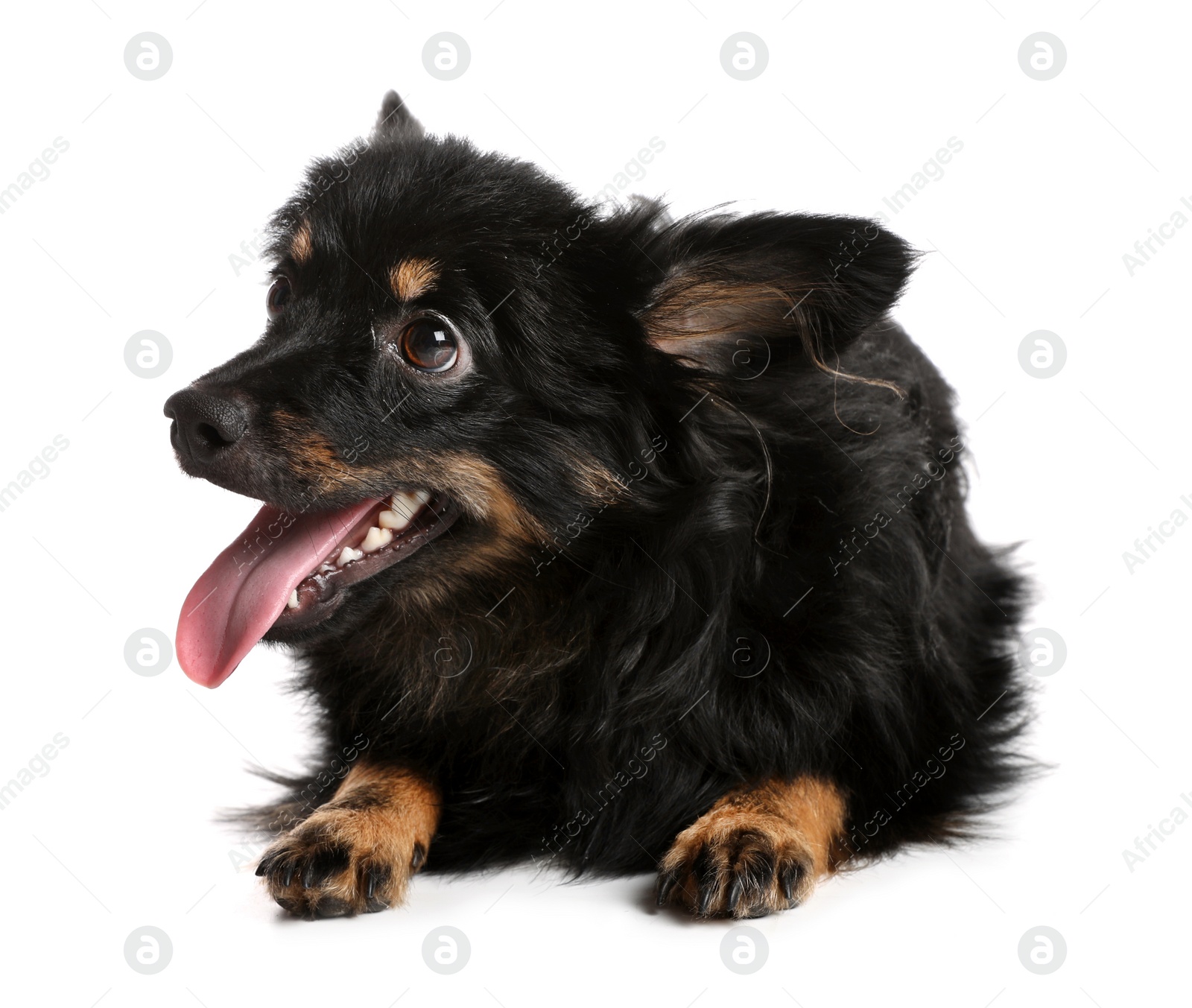 Photo of Cute long haired dog on white background