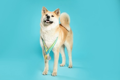 Photo of Adorable Akita Inu dog with champion medals on light blue background