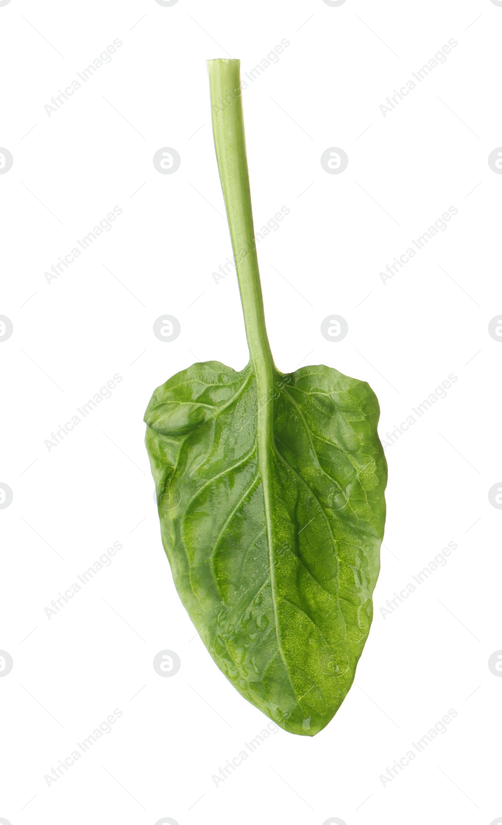 Photo of Fresh leaf of spinach isolated on white