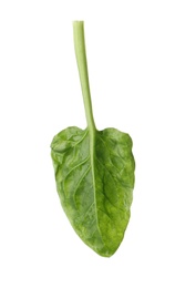 Photo of Fresh leaf of spinach isolated on white