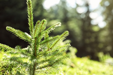 Fir tree growing in forest against blurred background