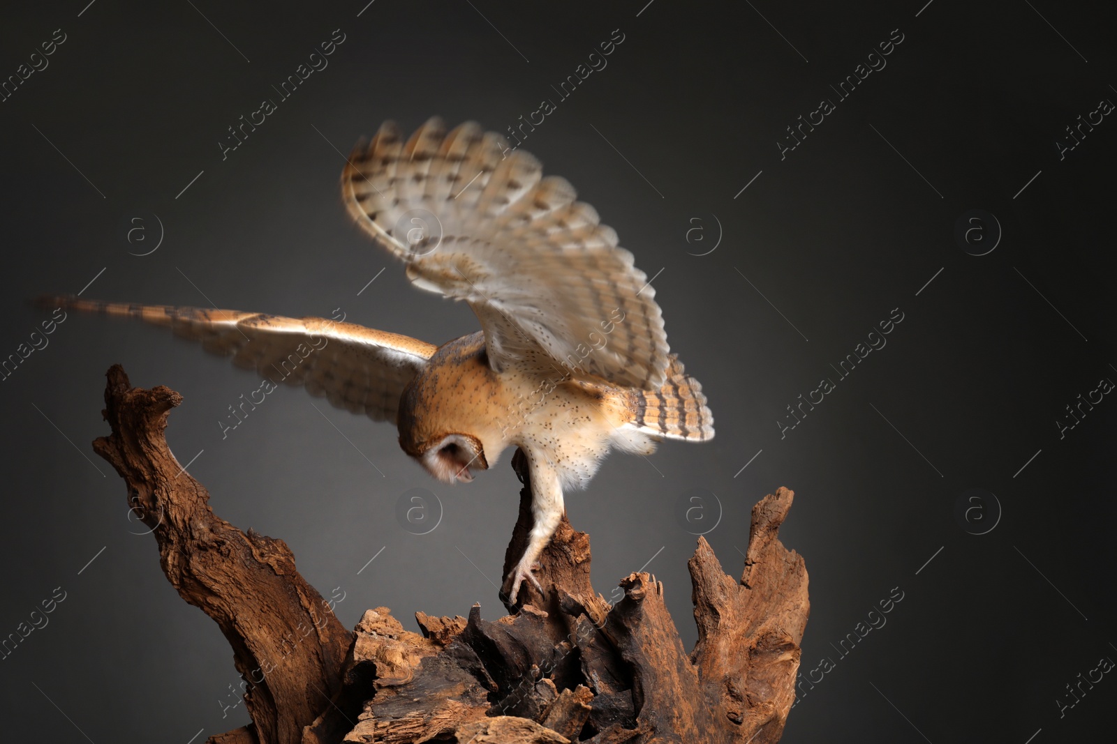 Photo of Beautiful common barn owl on tree against grey background