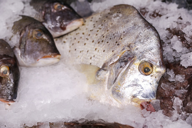 Fresh raw fish with ice in supermarket, closeup