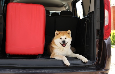 Cute Akita Inu dog and suitcase in car trunk