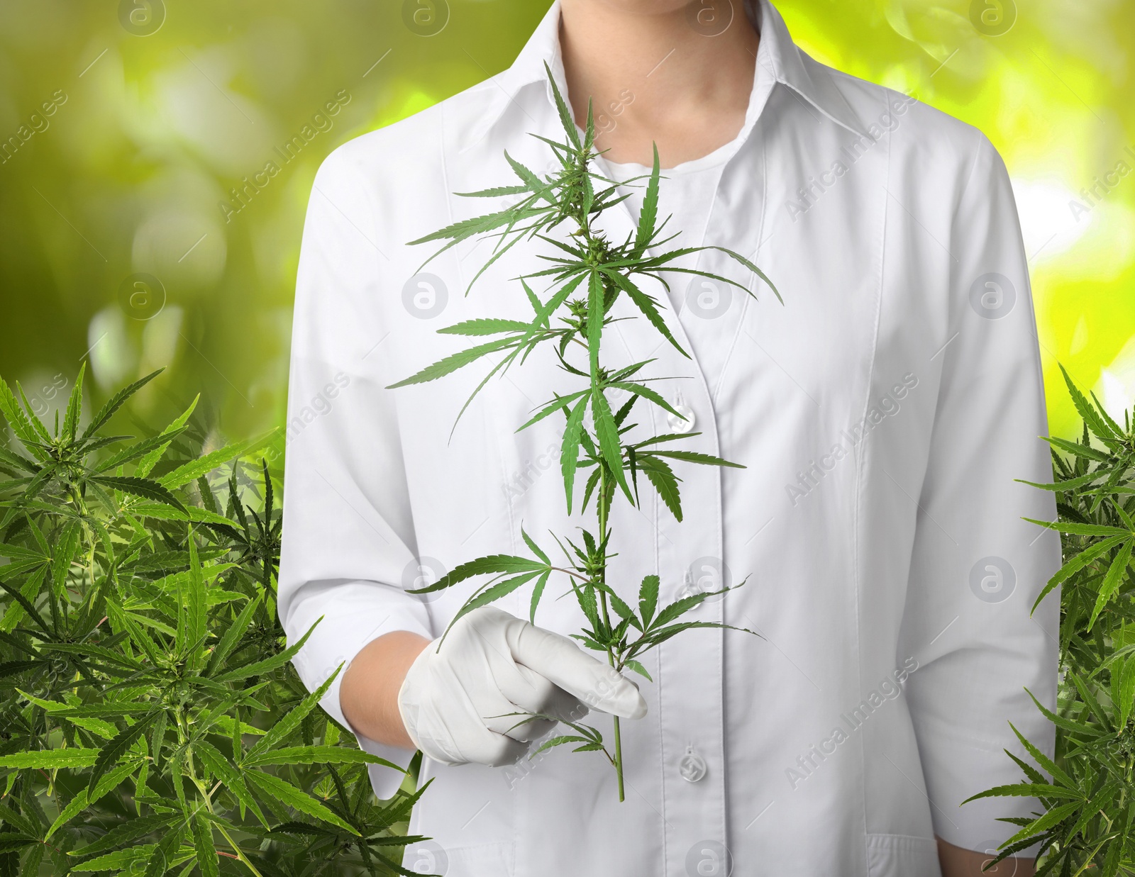 Image of Doctor holding hemp plant in field, closeup